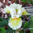 Iris pumila Tingle